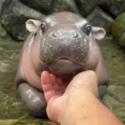 MOODENG