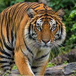 Tigre
