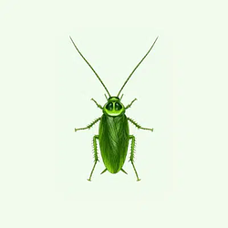 COCKROACH
