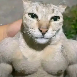 gigacat / SOL