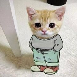 Cutecat / SOL