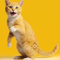 BINANCE🔶CAT / BNB