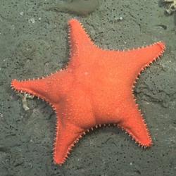 PATRICK