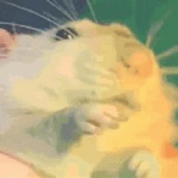 hammy