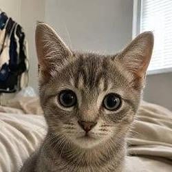 tilly