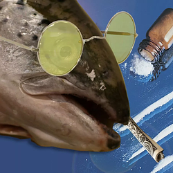 SALMON UNDER INFLUENCE logo