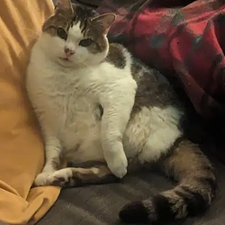 Pogo