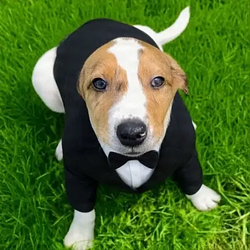 Inu