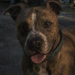 RICO