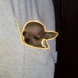 DIP