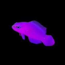 purplefish