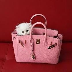 birkin / SOL