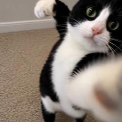 PUNCHCAT