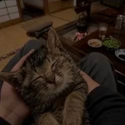 $Tigerchan / SOL