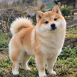 MOCHI