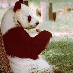 Hsing-Hsin