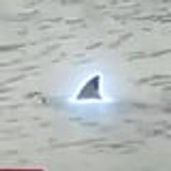SHARK