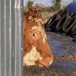 Moo / SOL