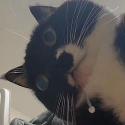 retardcat