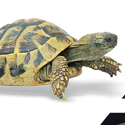 TaxTurtle