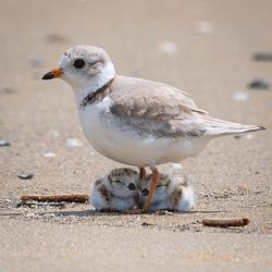 mama