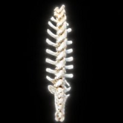 SPINE / SOL