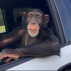 MONKEYY