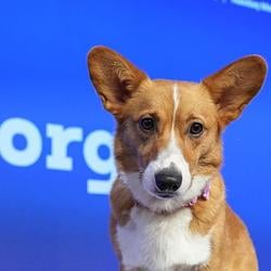 CORGI / SOL