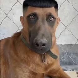 HAIRCOIN / SOL