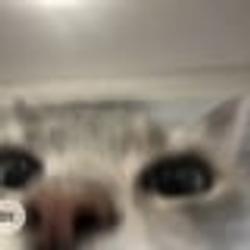CatGPT