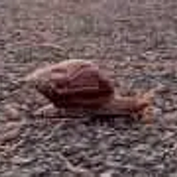 Snail