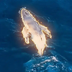 Whale / SOL