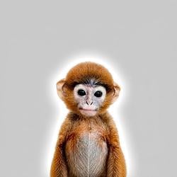 ape