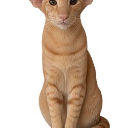 OCAT