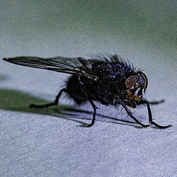 fly / SOL