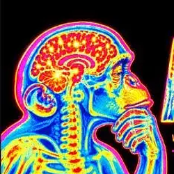ApeBrain