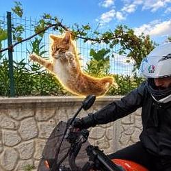 Flycat