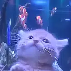 CATFISH