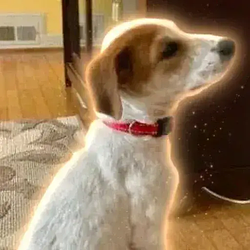 ELON / SOL