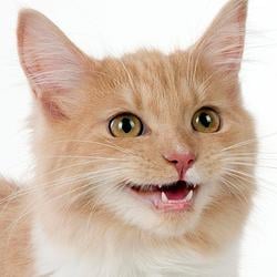 CHILLCAT