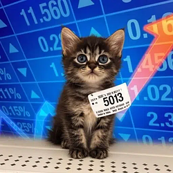 Stockcat