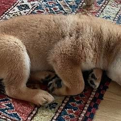 FLOKI