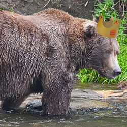 Bearger