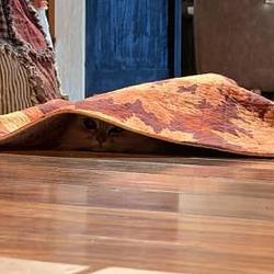 rug