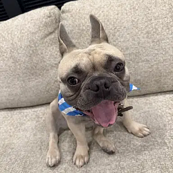 BABYBOY