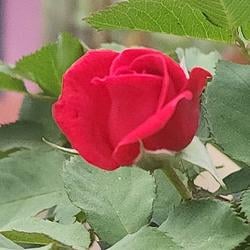rose