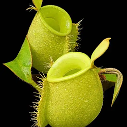 Nepenthes