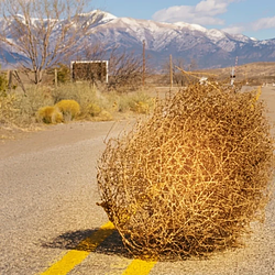 Tumbleweed