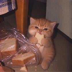 bread cat