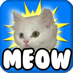 MEOW / SOL